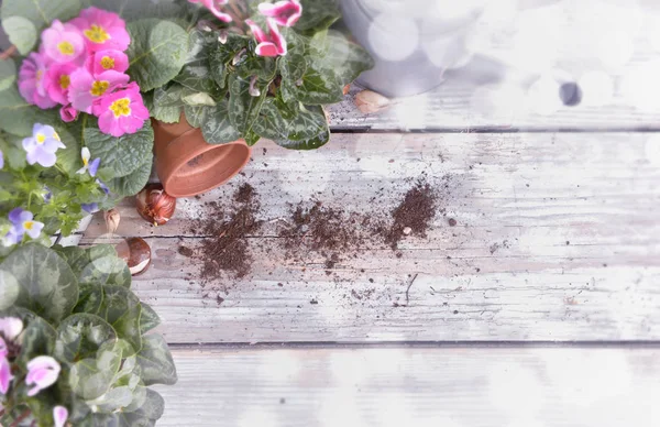 Maceta Floreciente Bulbos Puestos Una Mesa Jardín Luces Borrosas — Foto de Stock