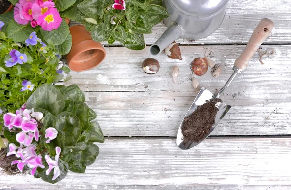 Blommande Blommor Och Lökar Sätta Ett Trädgårdsbord För Ingjutning — Stockfoto