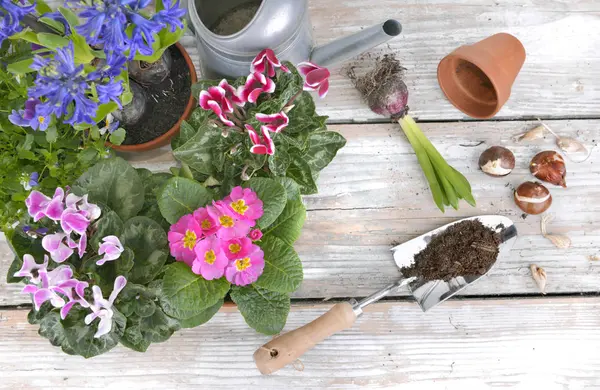 Blommande Blommor Och Lökar Sätta Ett Trädgårdsbord För Ingjutning — Stockfoto