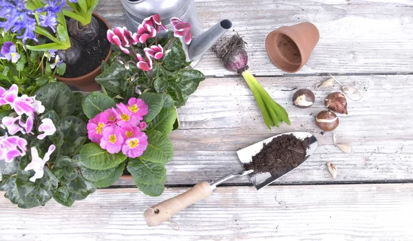 Çiçek Açan Çiçekler Çömlekçilik Için Bahçe Bir Tablo Koymak Ampuller — Stok fotoğraf