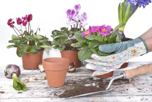 Jarní Květináč Držení Rukou Zahradník Nad Zahradní Stůl — Stock fotografie