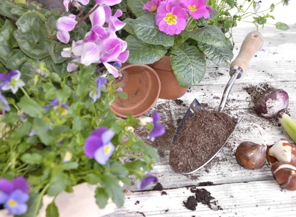 花园桌子上摆满土壤和春天鲜花的铲子 — 图库照片
