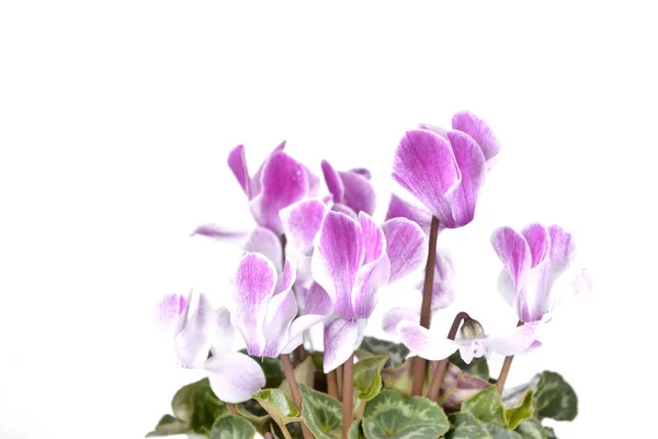 Schließen Auf Rosa Blüten Von Cyclamen Auf Weißem Hintergrund — Stockfoto