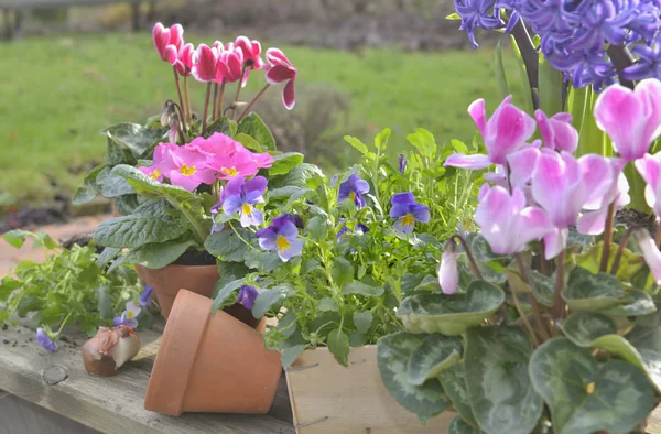 Güzel Bahar Pembe Çiçek Bahçesinde Yakın — Stok fotoğraf