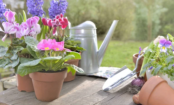 Topfblumen Und Gartengeräte Auf Einem Tisch Garten — Stockfoto