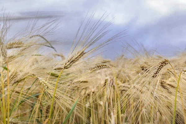 Espigas Grano Campo Bajo Cielo Nublado — Foto de Stock