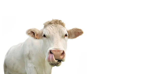 Retrato Divertido Una Vaca Aislada Blanco Tamaño Panorámico — Foto de Stock