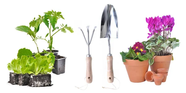 Tomateiro Planta Alface Com Ferramentas Jardinagem Vasos Flores Sobre Fundo — Fotografia de Stock