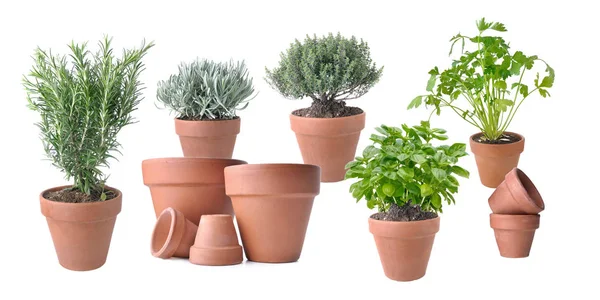 Aromatische Plant Ingegoten Met Terracotta Potten Witte Achtergrond — Stockfoto