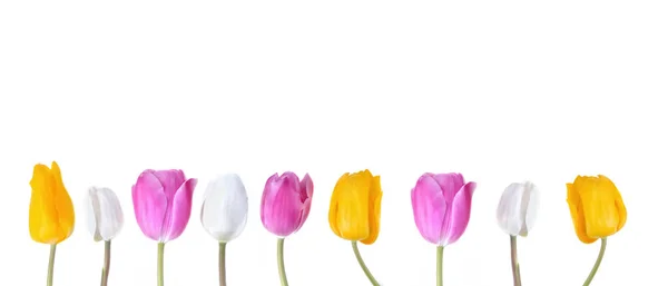 Borde Coloridos Tulipanes Corola Sobre Fondo Blanco —  Fotos de Stock