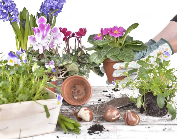 Květináč Držení Rukou Ženy Zalévání Rostlin Nad Zahradní Stůl Bílém — Stock fotografie