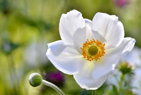 Close Blooming White Flower Anemone Yellow Pistils — Stock Photo, Image