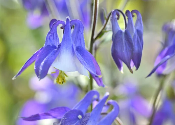 Cerca Hermosas Flores Columbina Azul Floreciendo Jardín —  Fotos de Stock