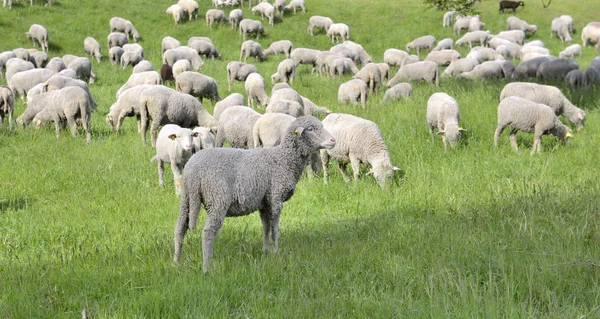 高山草原における放牧家畜の羊 — ストック写真