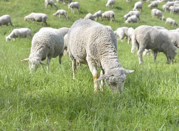 高山草原における放牧家畜の羊 — ストック写真