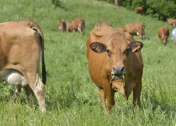 Tarentaise Hnědé Krávy Alpské Louce — Stock fotografie