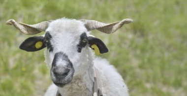 ram beyaz ve siyah yeşil backgroung boynuzları ile portresi