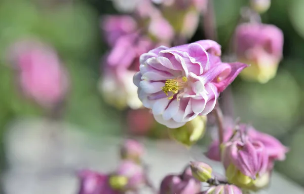 Close Beautiful Pink Columbine Flower Blossoming Garden — Stock Photo, Image