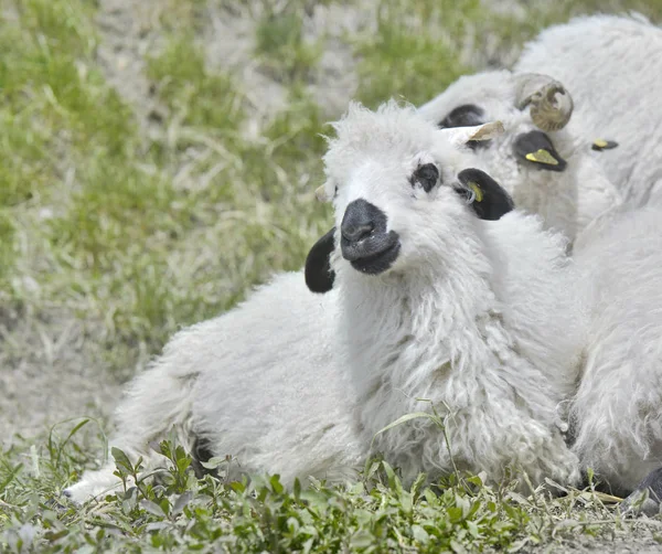 小羊躺在草地上对着其他的羊 — 图库照片
