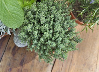 demet kekik ahşap arka plan üzerinde üstten görünüm