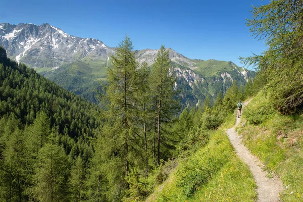 Senderismo Sendero Que Cruza Bosque Alpino Montaña — Foto de Stock