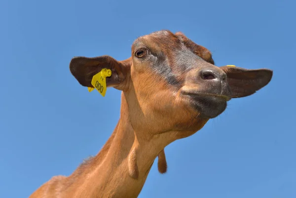 Mavi Gökyüzünün Altında Komik Bir Kahverengi Keçi Portresi — Stok fotoğraf