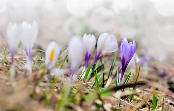 Close Pretty White Violet Crocus Meadow Sunlight — Stock Photo, Image