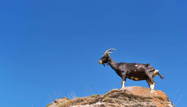 Schwarze Ziege Auf Einem Felsen Und Unter Blauem Himmel — Stockfoto