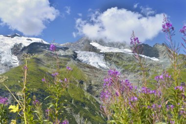 Yaz aylarında kır çiçekleri geri Alp Buzulu güzel görünüm