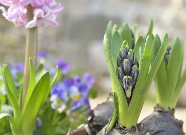 Detailní Záběr Hyacint Rostoucích Zahradě — Stock fotografie