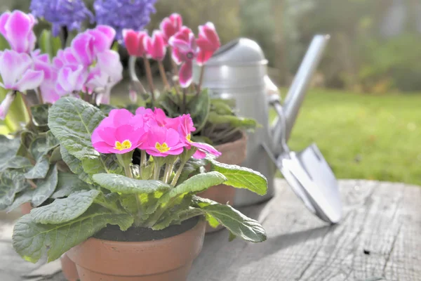 Spring Flowers Potted Gardening Table Garden — Stock Photo, Image