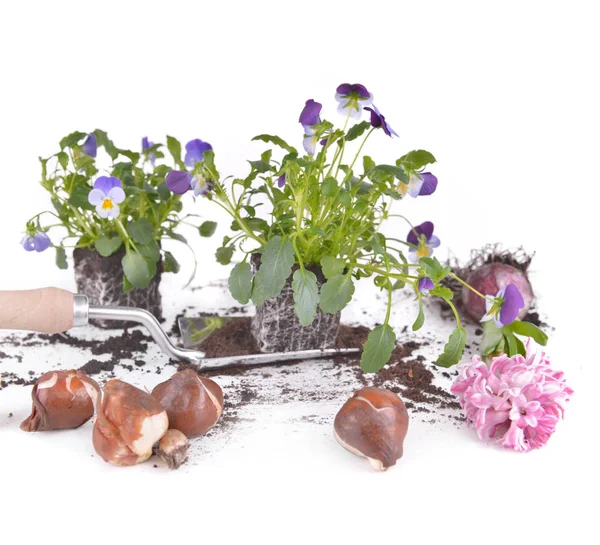 Flores Planta Uma Bulbos Jacinto Fundo Branco — Fotografia de Stock