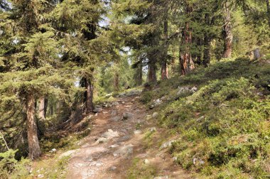larches Avrupa Alpleri'nde orman geçiş yolu 