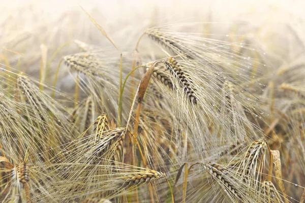 Se acercan a las espigas del cereal en el campo —  Fotos de Stock