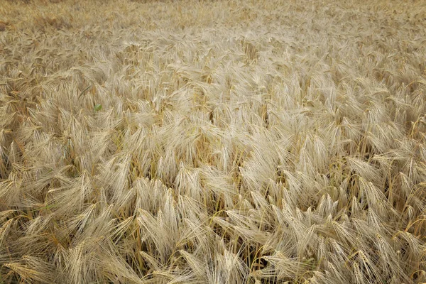 Vista superior en campo texturizado de grano — Foto de Stock