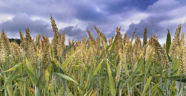 Campo de trigo por encima del cielo nublado dramático —  Fotos de Stock