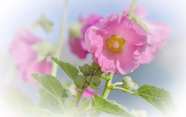 Romantik ve tazelik pembe holyhock çiçek — Stok fotoğraf