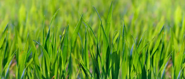 Blízko u mladé zelené pšenice, která roste v terénu — Stock fotografie