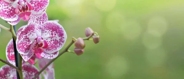 Hermosa orquídea rosa y blanca sobre fondo verde en tamaño panorámico —  Fotos de Stock