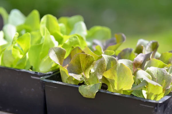 Closeon leaf of lettuce seedlings in a box — Stock Photo, Image