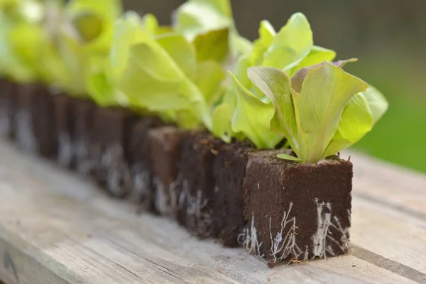Close on lettuce seedlings in line on a table  in a garden — Stock Photo, Image