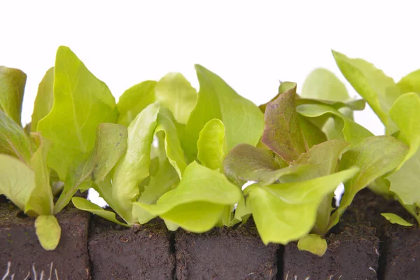 Schließen Sie auf Blatt ein Salat-Sämlinge in Schmutz auf weißem Hintergrund — Stockfoto