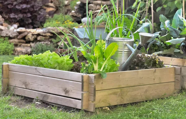 Gemüse, das in einem kleinen Gemüsebeet im Garten wächst — Stockfoto