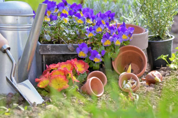 Equipamento de jardinagem de trabalho de primavera e flores em um jardim — Fotografia de Stock