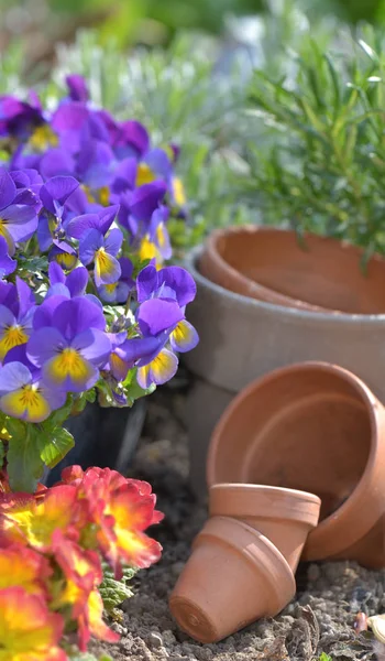 Blommor och terrakotta krukor på jorden i en trädgård — Stockfoto