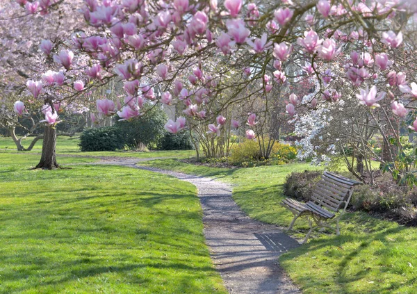 Bench in a park under beautiful magnolia blossoming at springtime — Stock Photo, Image