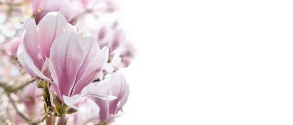 Schließen auf einer schönen Magnolienblüte auf weißem Hintergrund — Stockfoto