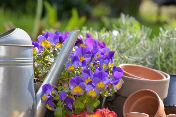 Flowerpot and watering can in garden — Stock Photo, Image