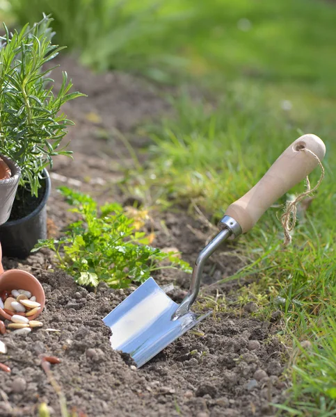 Shovel planting in the soil of a garden — Stock Photo, Image