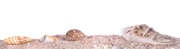 Знамя ракушек на розовом песке на белом фоне в панорамном размере — стоковое фото